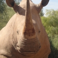 craigs-rhino