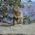 gc-squirril